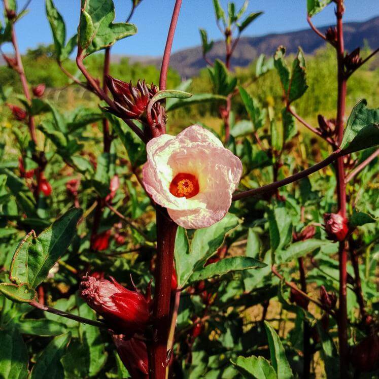 Sorrel - jamajski Szczaw (Hibiscus sabdariffa var. sabdariffa)